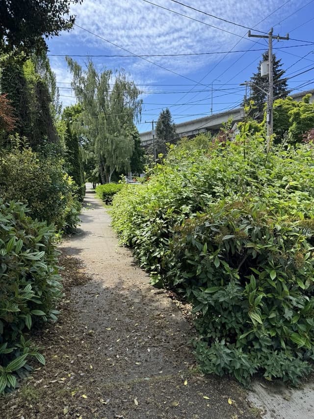 Shrub Transplanting